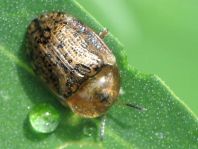 Cassida nebulosa