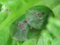 Distel-Schildkäfer, Cassida rubiginosa