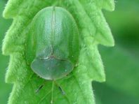 Cassida viridis