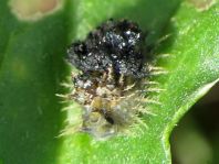 Distel-Schildkäfer, Cassida rubiginosa