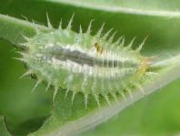 Cassida viridis
