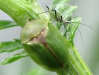 Distel-Schildkäfer, Cassida rubiginosa