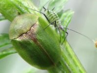 Distel-Schildkäfer, Cassida rubiginosa