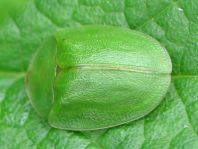 Cassida viridis