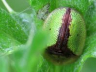 Cassida vibex