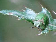Distel-Schildkäfer, Cassida rubiginosa
