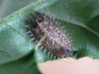 Distel-Schildkäfer, Cassida rubiginosa