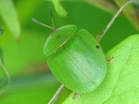 Cassida viridis