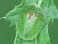 Distel-Schildkäfer, Cassida rubiginosa