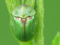 Cassida stigmatica