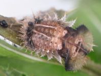 Distel-Schildkäfer, Cassida rubiginosa