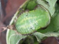 Cassida viridis