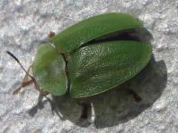 Cassida viridis