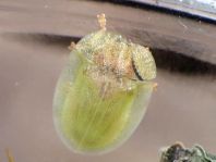 Distel-Schildkäfer, Cassida rubiginosa