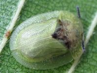 Distel-Schildkäfer, Cassida rubiginosa