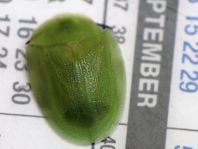 Cassida viridis