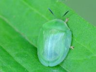 Cassida viridis