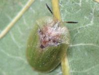 Distel-Schildkäfer, Cassida rubiginosa