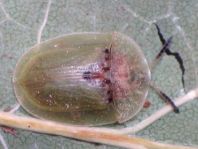 Distel-Schildkäfer, Cassida rubiginosa
