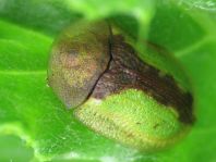 Cassida vibex