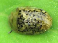 Cassida nebulosa