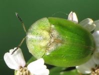 Cassida sp.