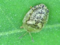 Cassida nebulosa