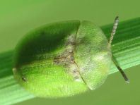 Distel-Schildkäfer, Cassida rubiginosa