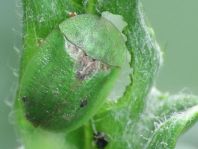 Distel-Schildkäfer, Cassida rubiginosa