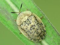 Cassida nebulosa