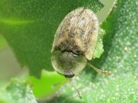 Cassida nebulosa