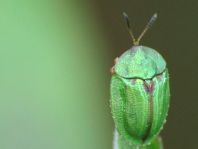 Cassida cf. stigmatica