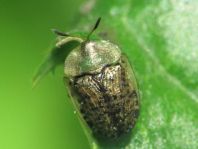 Cassida nebulosa