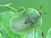 Distel-Schildkäfer, Cassida rubiginosa