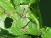 Distel-Schildkäfer, Cassida rubiginosa