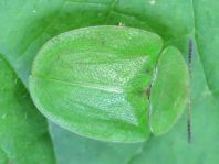 Cassida viridis