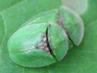 Distel-Schildkäfer, Cassida rubiginosa