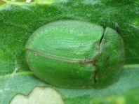 Distel-Schildkäfer, Cassida rubiginosa