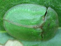 Distel-Schildkäfer, Cassida rubiginosa