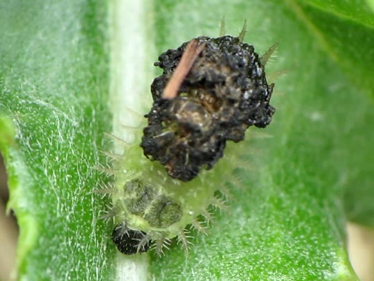 Cassida vibex