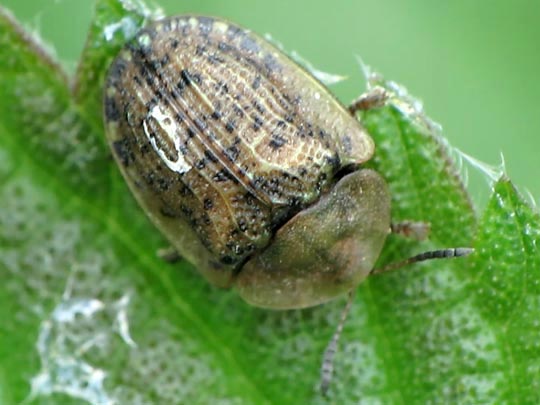 Cassida nebulosa
