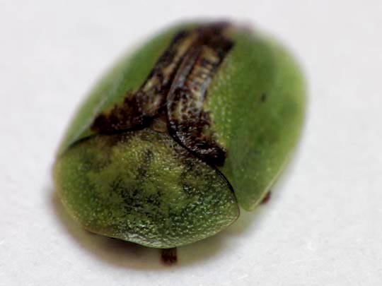 Cassida vibex
