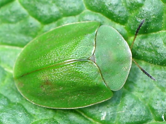 Cassida viridis