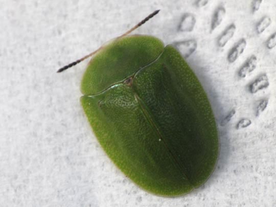 Cassida viridis