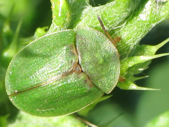 Distel-Schildkäfer, Cassida rubiginosa