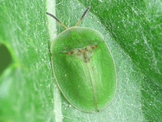 Distel-Schildkäfer, Cassida rubiginosa