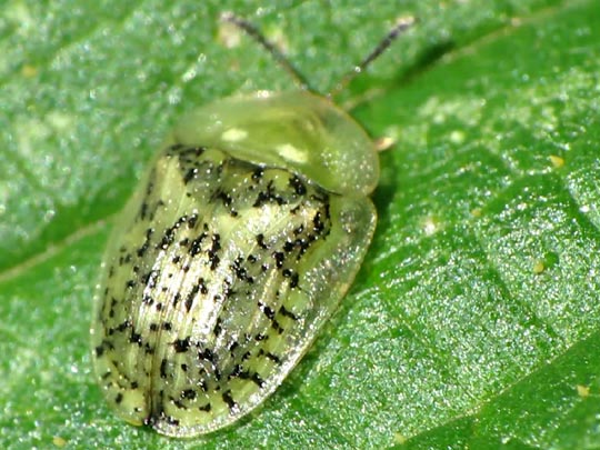 Cassida nebulosa