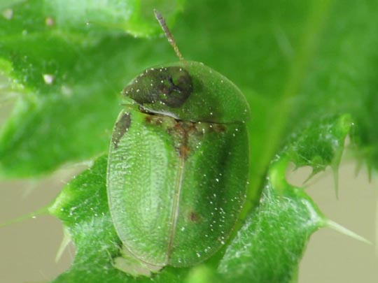 Distel-Schildkäfer, Cassida rubiginosa