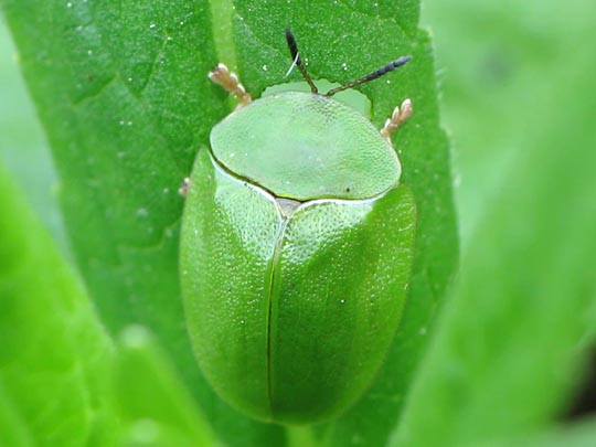 Cassida viridis