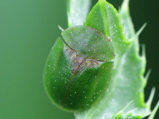 Distel-Schildkäfer, Cassida rubiginosa